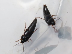 Tachinus rufipes