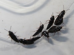 Tachinus rufipes