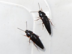 Tachinus rufipes