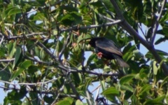 Vidua chalybeata okavangoensis