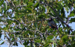 Vidua chalybeata okavangoensis