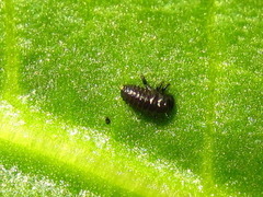 Gastrophysa atrocyanea