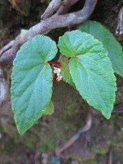 Begonia annobonensis