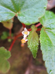 Begonia annobonensis