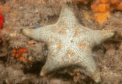 Anthenea sidneyensis