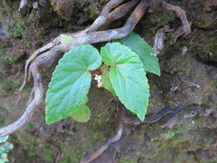 Begonia annobonensis