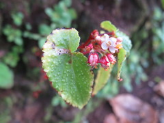 Begonia annobonensis