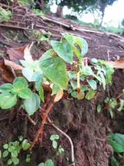Begonia annobonensis