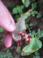 Begonia annobonensis