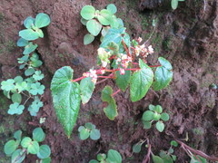 Begonia annobonensis