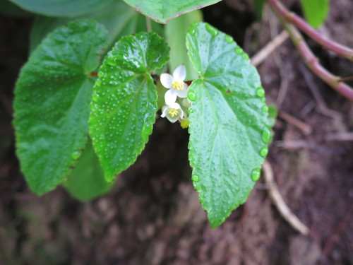 Begonia annobonensis