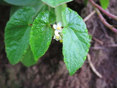 Begonia annobonensis