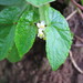 Begonia annobonensis - Photo (c) Ricardo Lima, osa oikeuksista pidätetään (CC BY-NC), lähettänyt Ricardo Lima