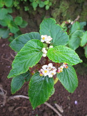 Begonia annobonensis