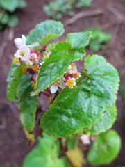 Begonia annobonensis