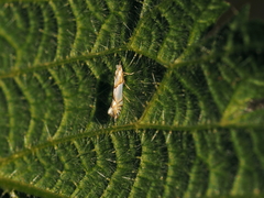 Phyllonorycter roboris