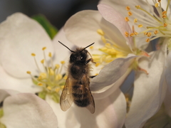 Osmia bicornis