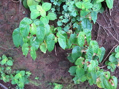 Begonia annobonensis