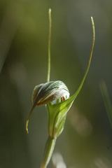 Pterostylis decurva