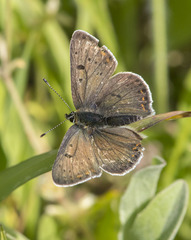 Lycaena tityrus