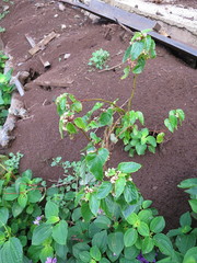 Begonia annobonensis