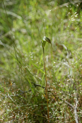 Pterostylis decurva