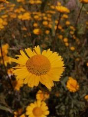 Coleostephus myconis