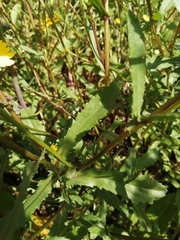 Coleostephus myconis