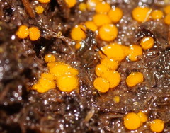 Cheilymenia raripila