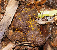 Cheilymenia raripila