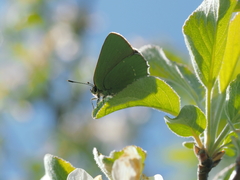 Callophrys chalybeitincta