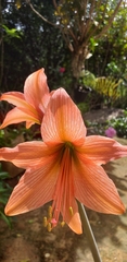 Hippeastrum stylosum