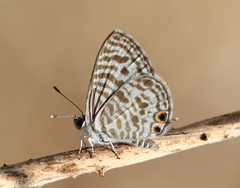 Leptotes plinius plinius