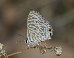 Leptotes plinius plinius