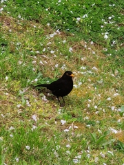 Turdus merula