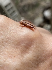 Macroxyela ferruginea