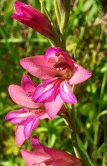 Gladiolus illyricus
