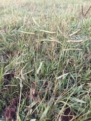 Paspalum pauciciliatum