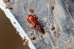 Bothrideres bipunctatus