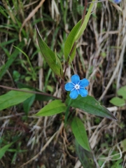 Omphalodes nitida