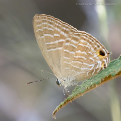 Jamides alecto alocina