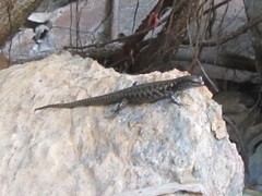 Concinnia brachysoma