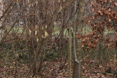 Capreolus capreolus