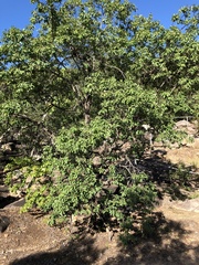 Lophostemon grandiflorus