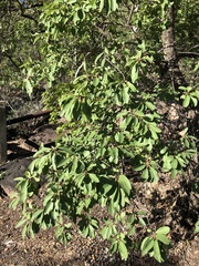 Lophostemon grandiflorus