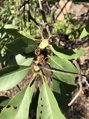 Lophostemon grandiflorus