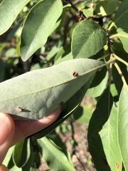 Lophostemon grandiflorus