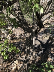 Lophostemon grandiflorus