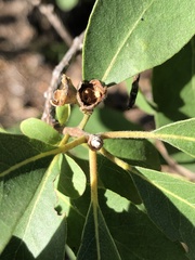 Lophostemon grandiflorus