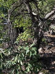 Lophostemon grandiflorus